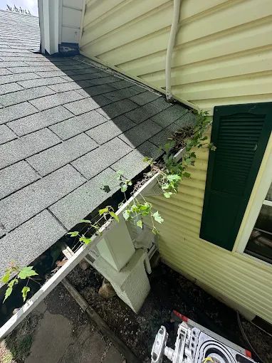 Vines growing out of a blocked gutter beside yellow siding